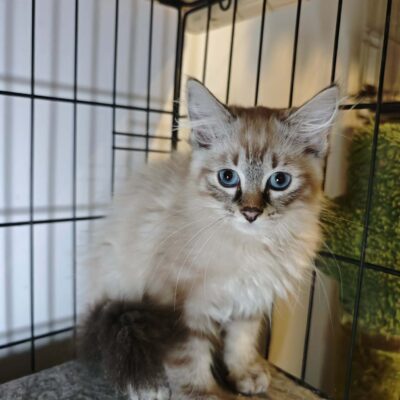 A fuzzy cream colored kitten with bright blue eyes is in a cage