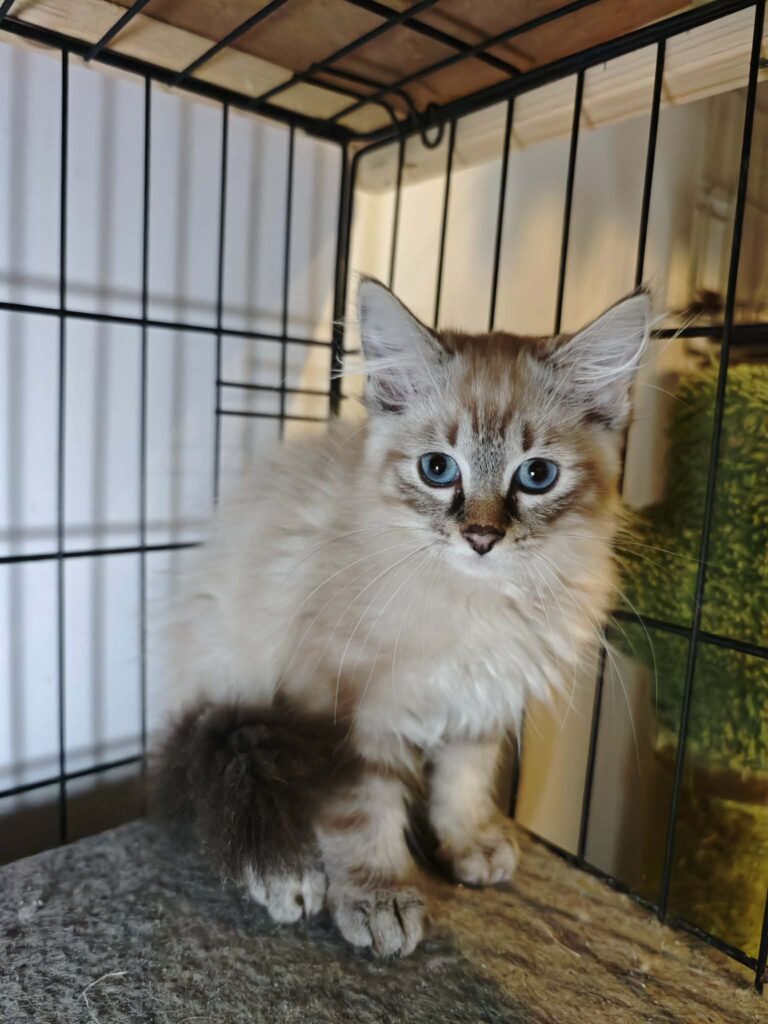 A fuzzy cream colored kitten with bright blue eyes is in a cage