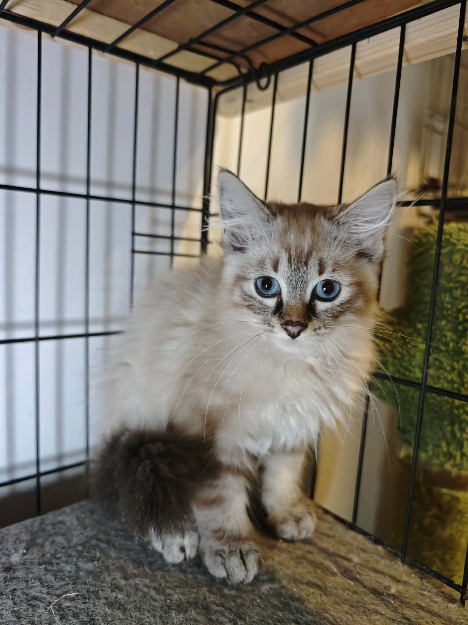 A fuzzy cream colored kitten with bright blue eyes is in a cage