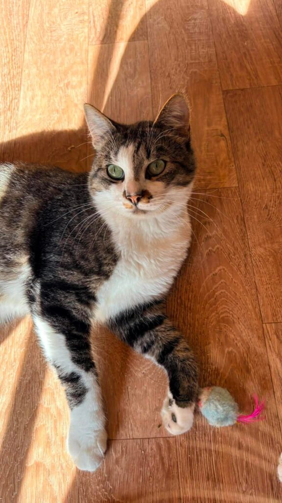 A gray tabby with a white chest is laying on the floor and is looking up at something off camera