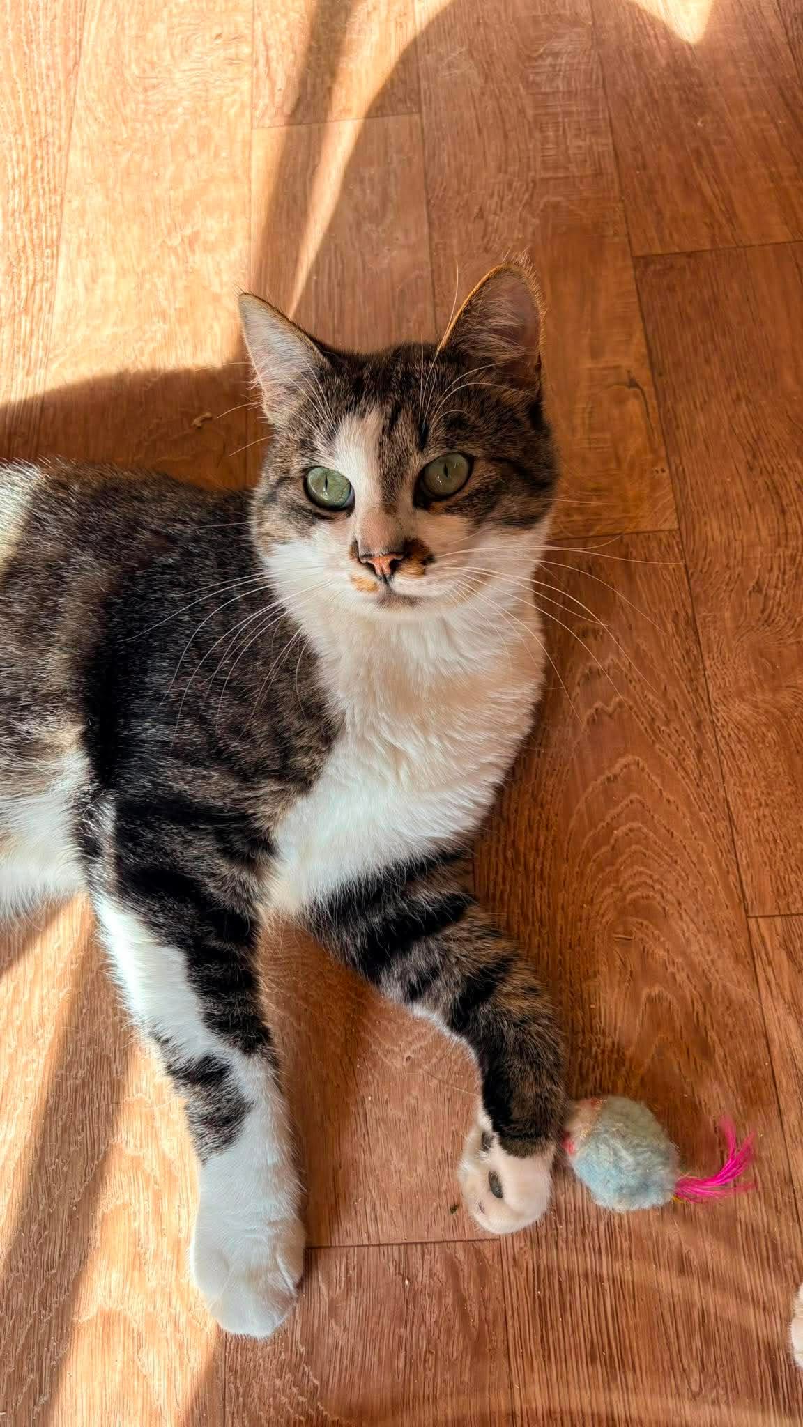 A gray tabby with a white chest is laying on the floor and is looking up at something off camera