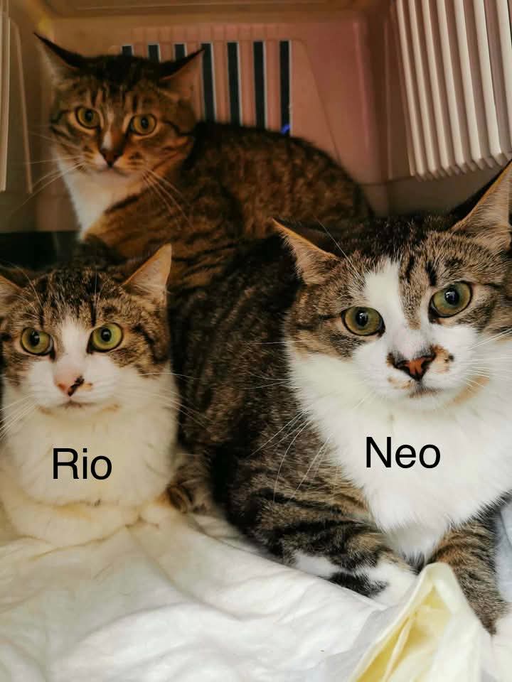 Three tabby cats with white chests are sitting in a cage and staring at the camera. They look scared