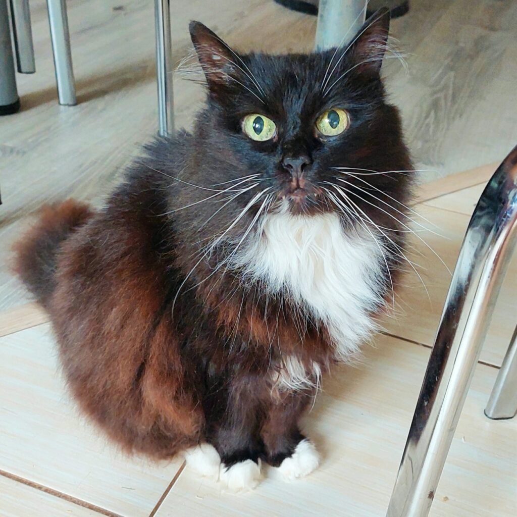 A long haired tuxedo cat is sitting on a linoleum floor and staring to the left