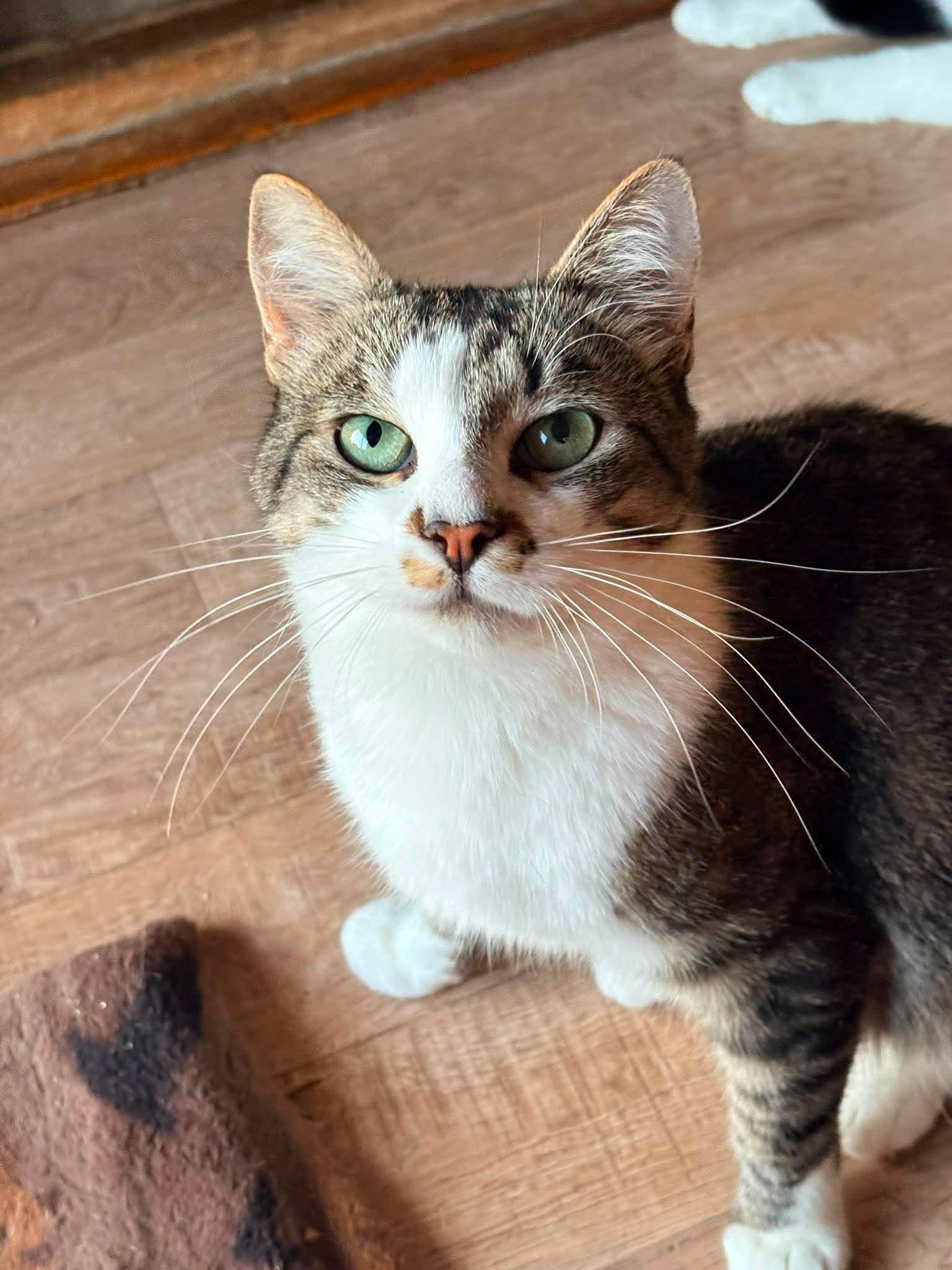 A gray tabby with a white chest is playing with something on the floor and is looking up at the camera