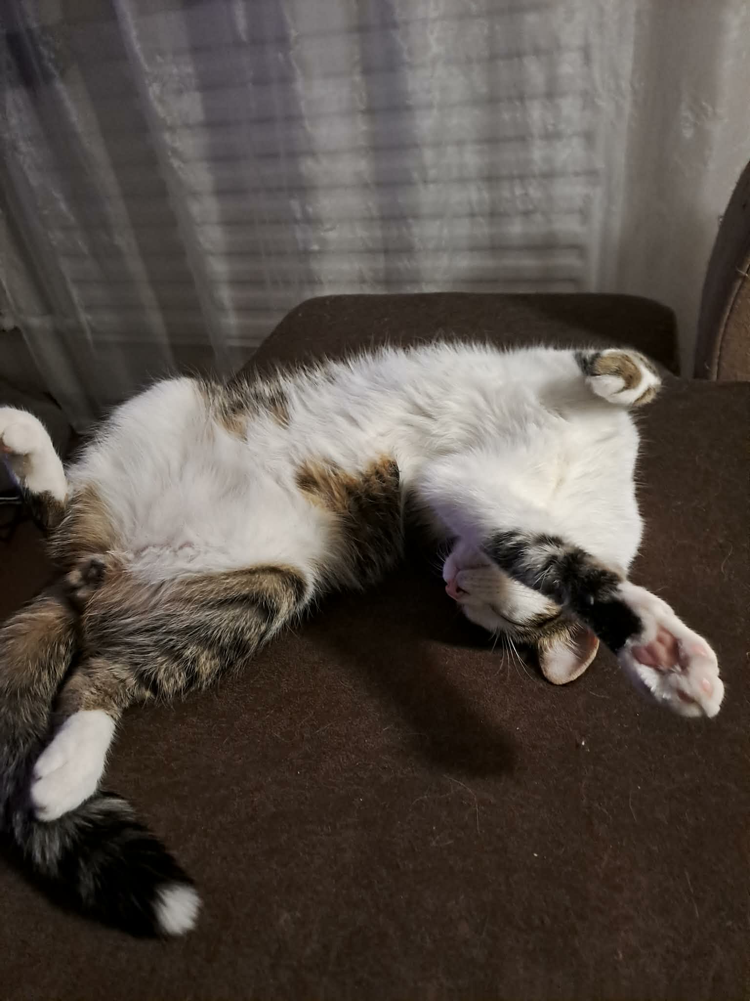 A gray tabby cat with white splotches is laying on his back with his white belly exposed.