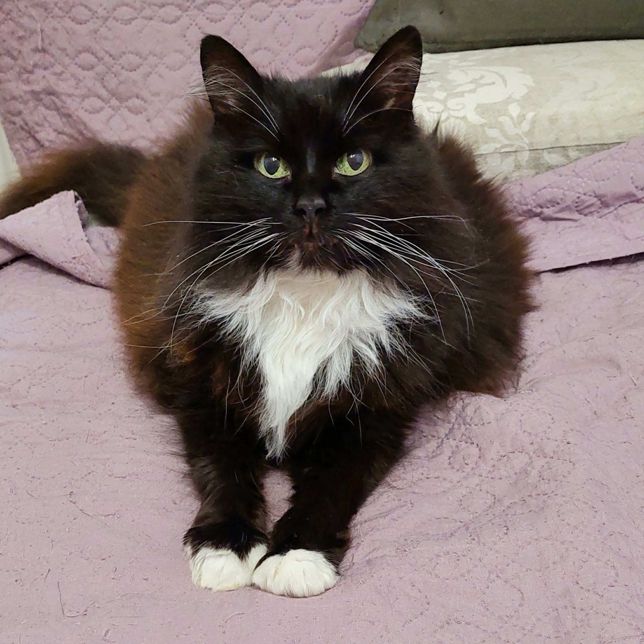 a long haired tuxedo cat is laying on a pink bed with two paws outstretched in front of her