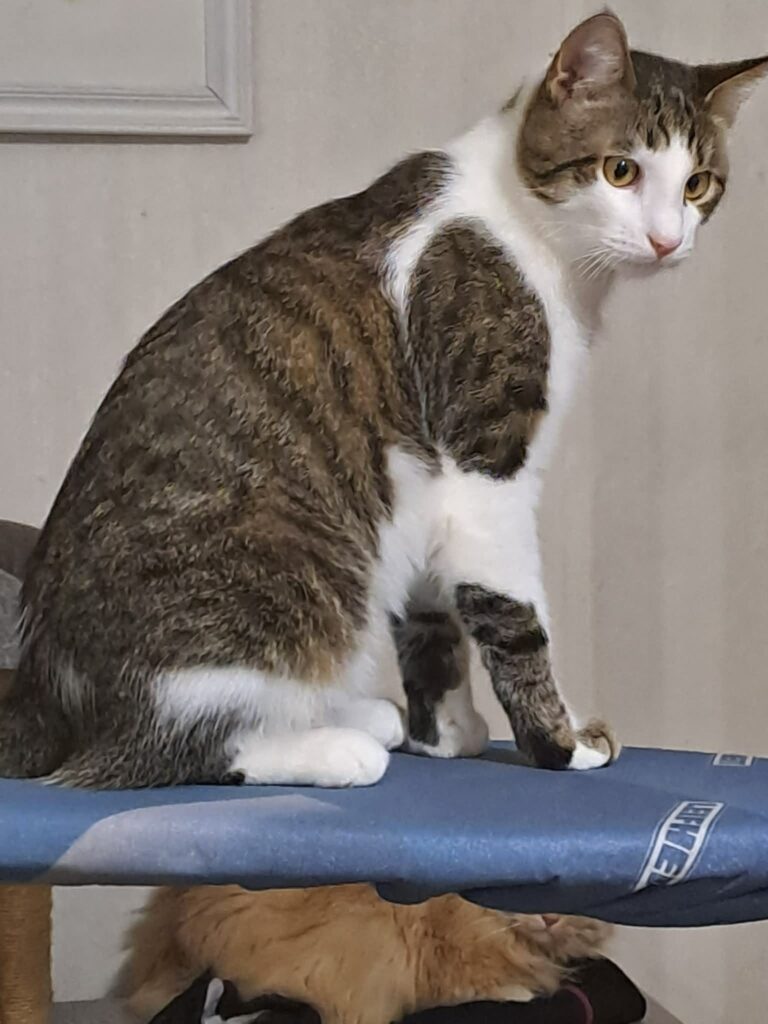 A gray tabby cat with white splotches is sitting on a cat tree