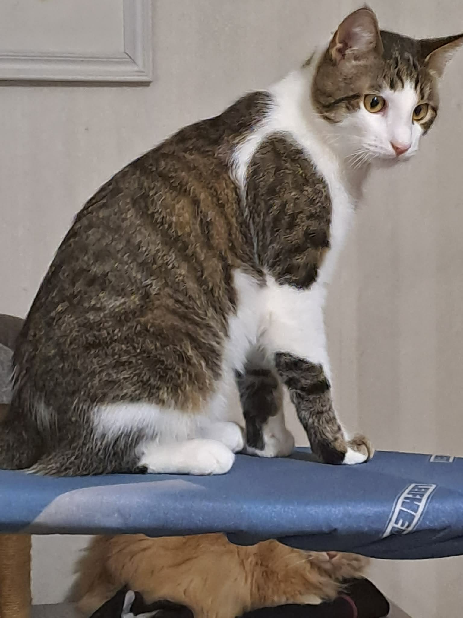 A gray tabby cat with white splotches is sitting on a cat tree