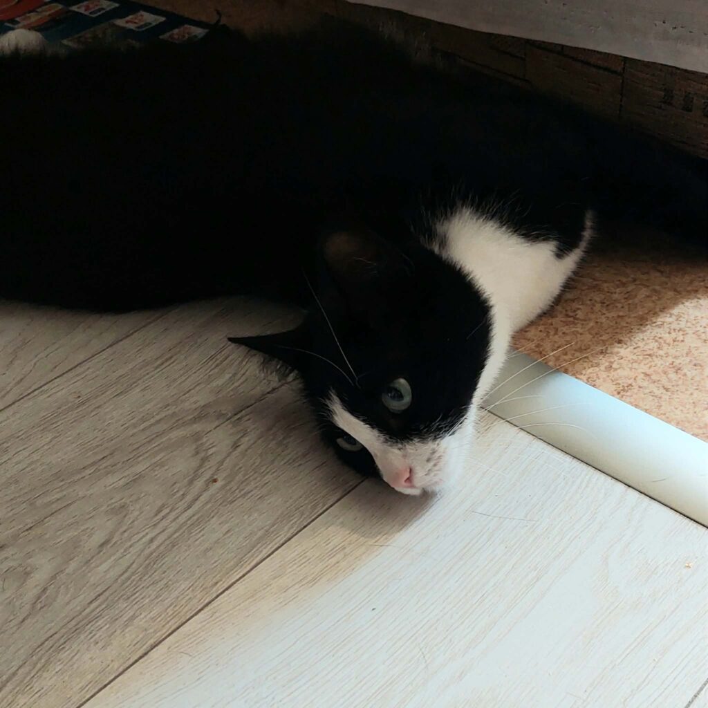 A black and white cat is playing under a sofa