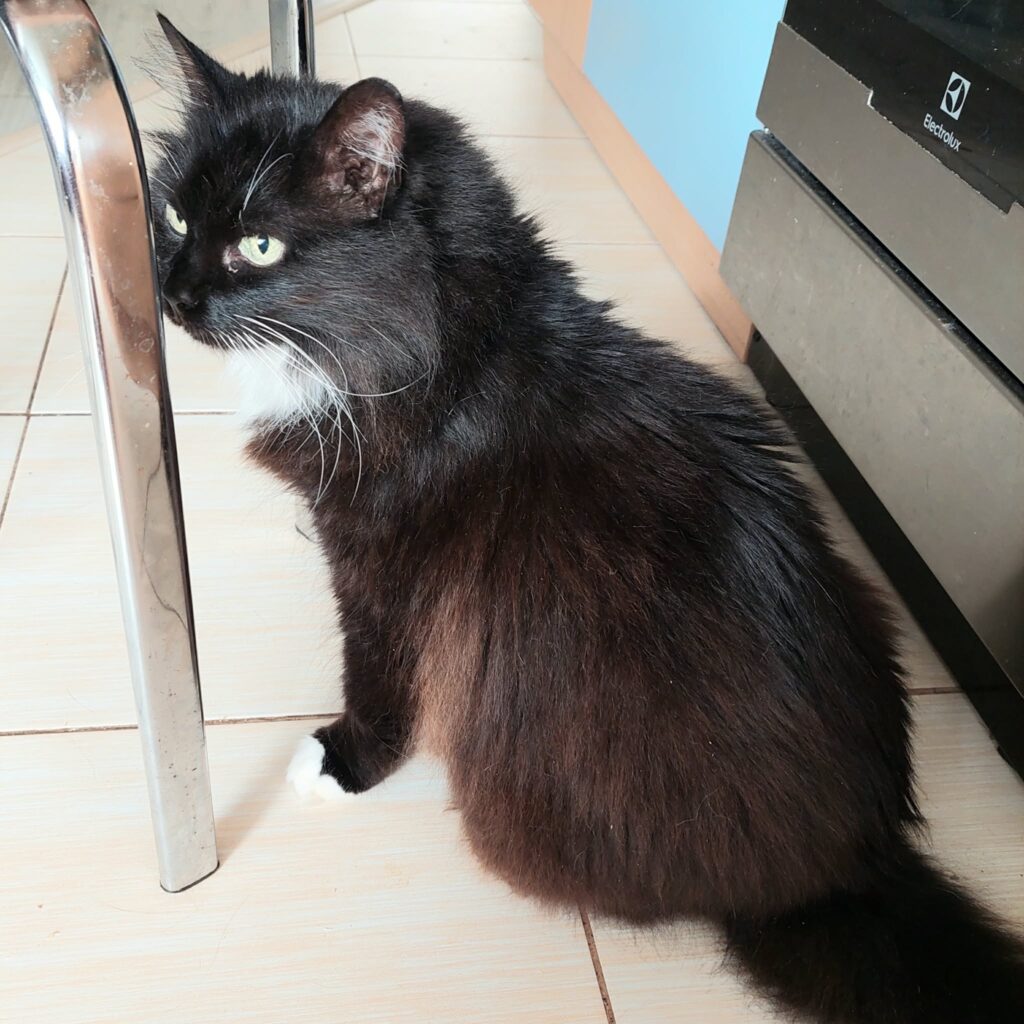A long haired tuxedo cat is sitting on a linoleum floor and staring to the left