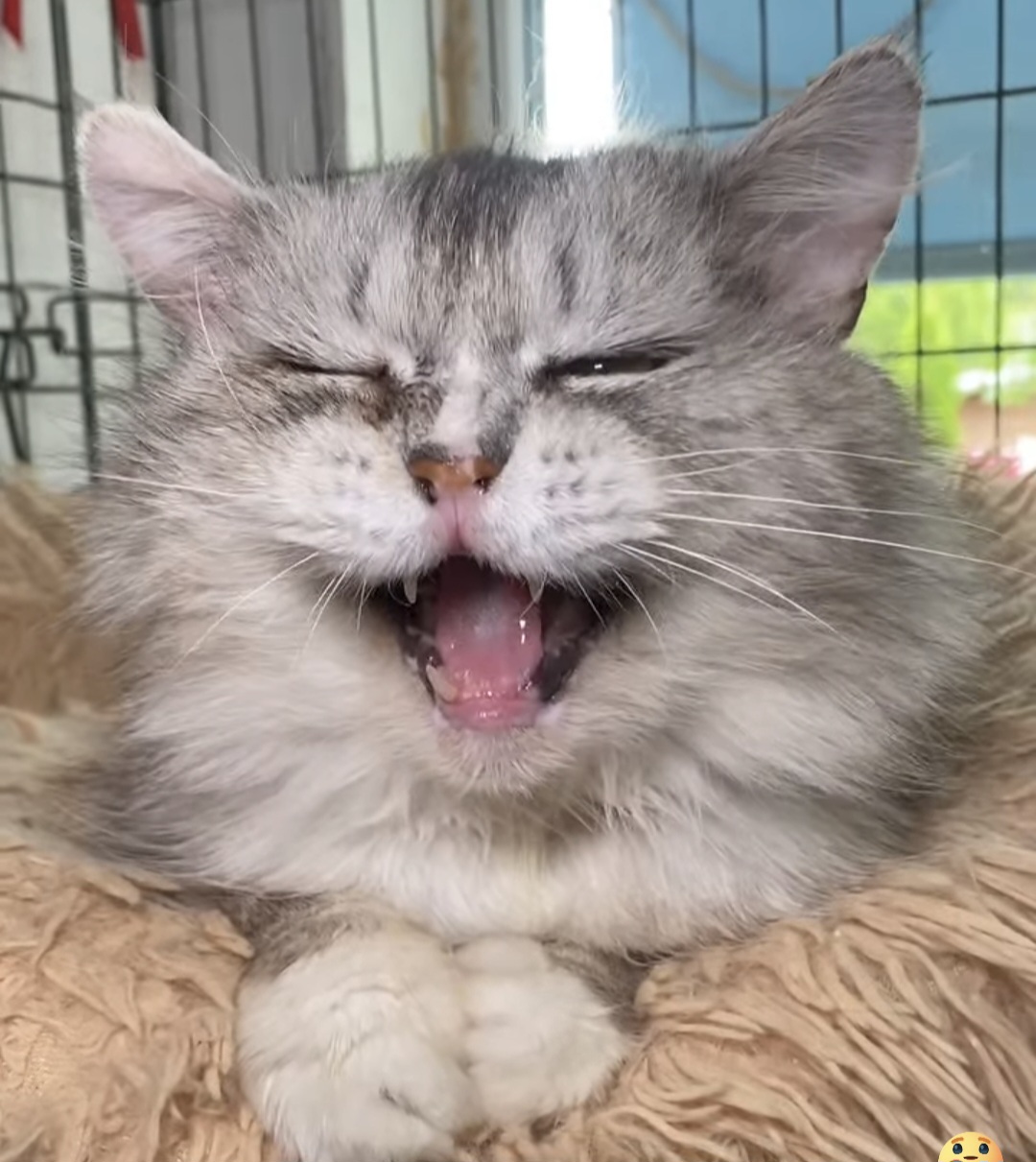 A long haired silver white cat is yawning