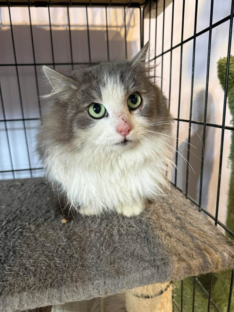 A long haired gray and white cat is sitting in a cage. SHe is scared in the corner