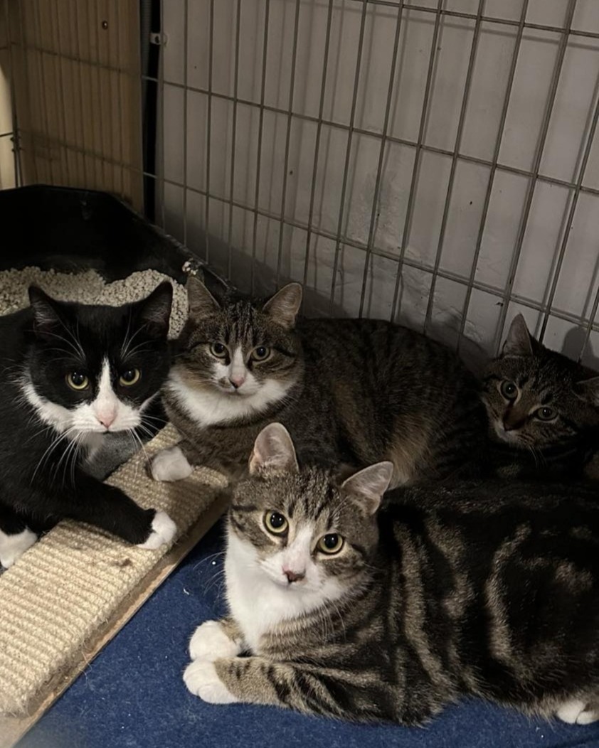A group of 4 tabbies is sitting in a cage and looking up