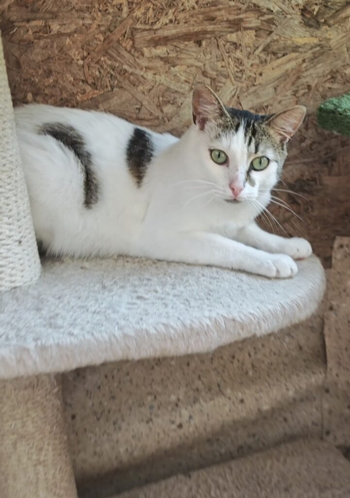 A white cat with colorful markings on his head and body is laying on a cat tree and looking at the camera