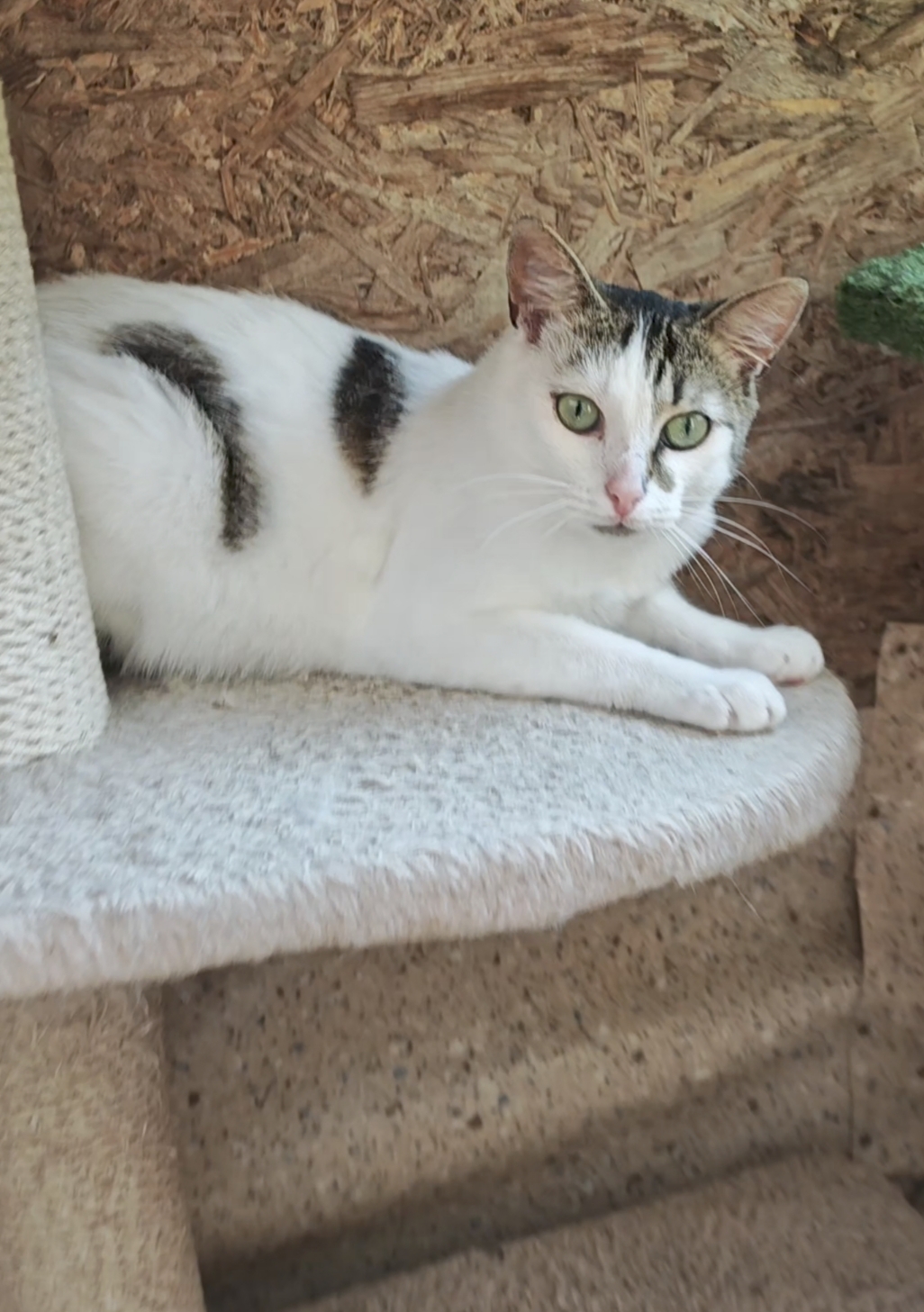 A white cat with colorful markings on his head and body is laying on a cat tree and looking at the camera