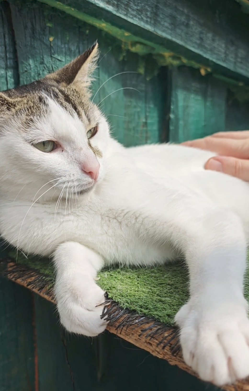 A white cat with colorful markings on his head and body is sitting on astroturf and being rubbed by someone. He looks happy