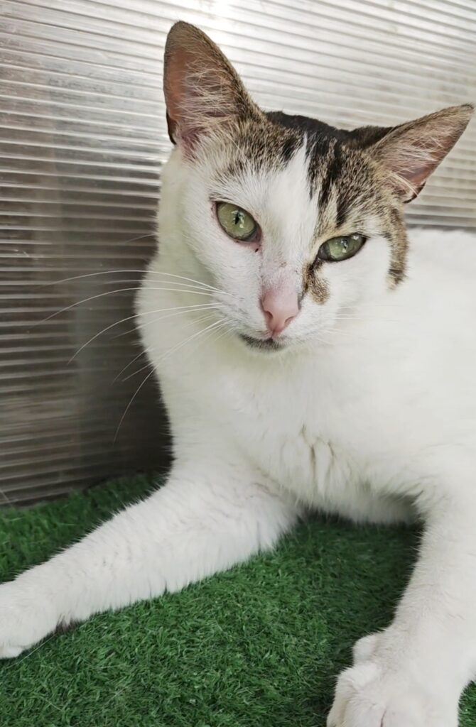 A white cat with colorful markings on his head and body is sitting on astroturf