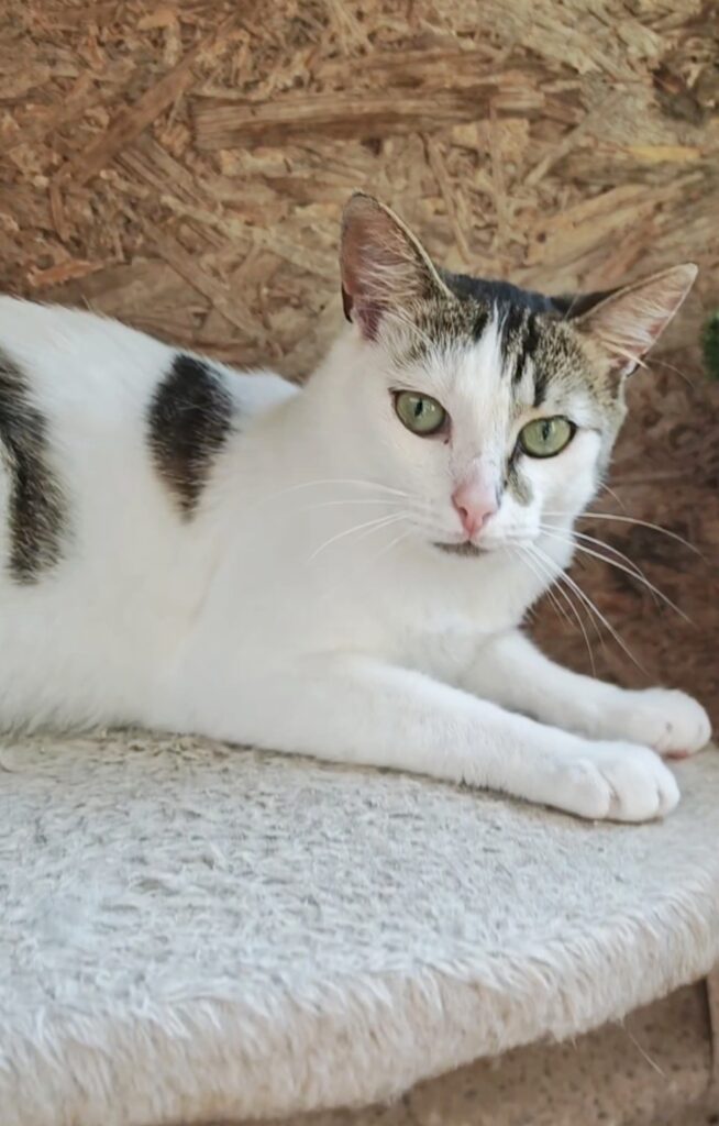 A white cat with colorful markings on his head and body is laying on a carpet and looking at the camera