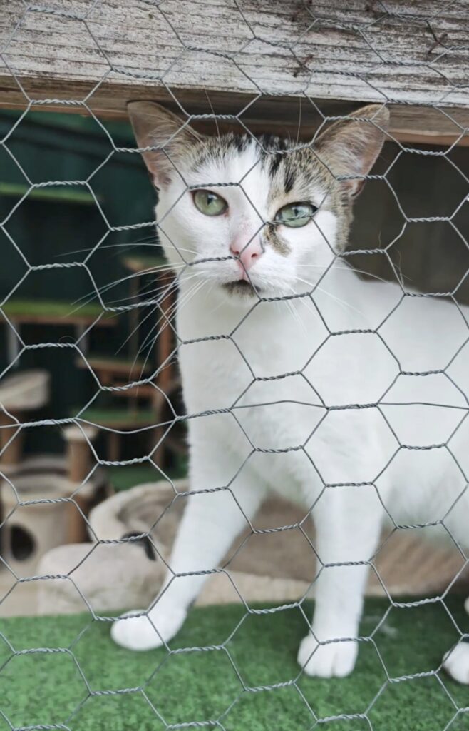 A white cat with colorful markings on his head is standing behind a fenced in area with lots of cats
