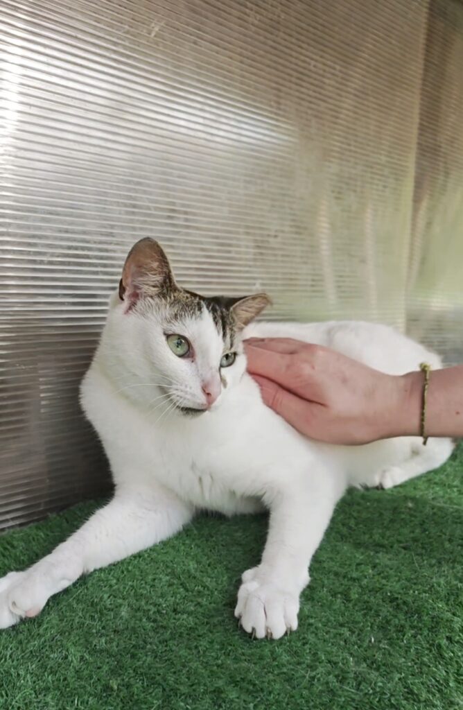 A white cat with colorful markings on his head and body is sitting on astroturf and being rubbed by someone