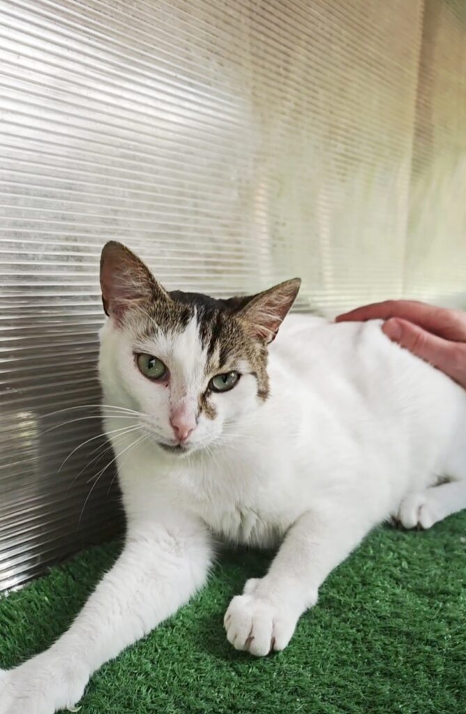 A white cat with colorful markings on his head and body is sitting on astroturf and being rubbed by someone