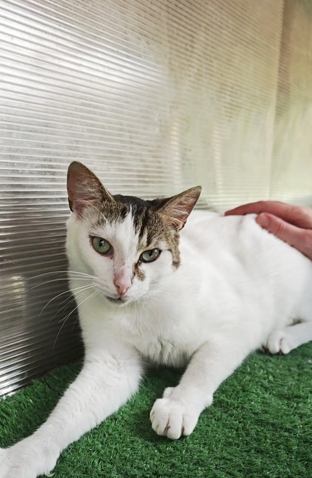 A white cat with colorful markings on his head and body is sitting on astroturf and being rubbed by someone