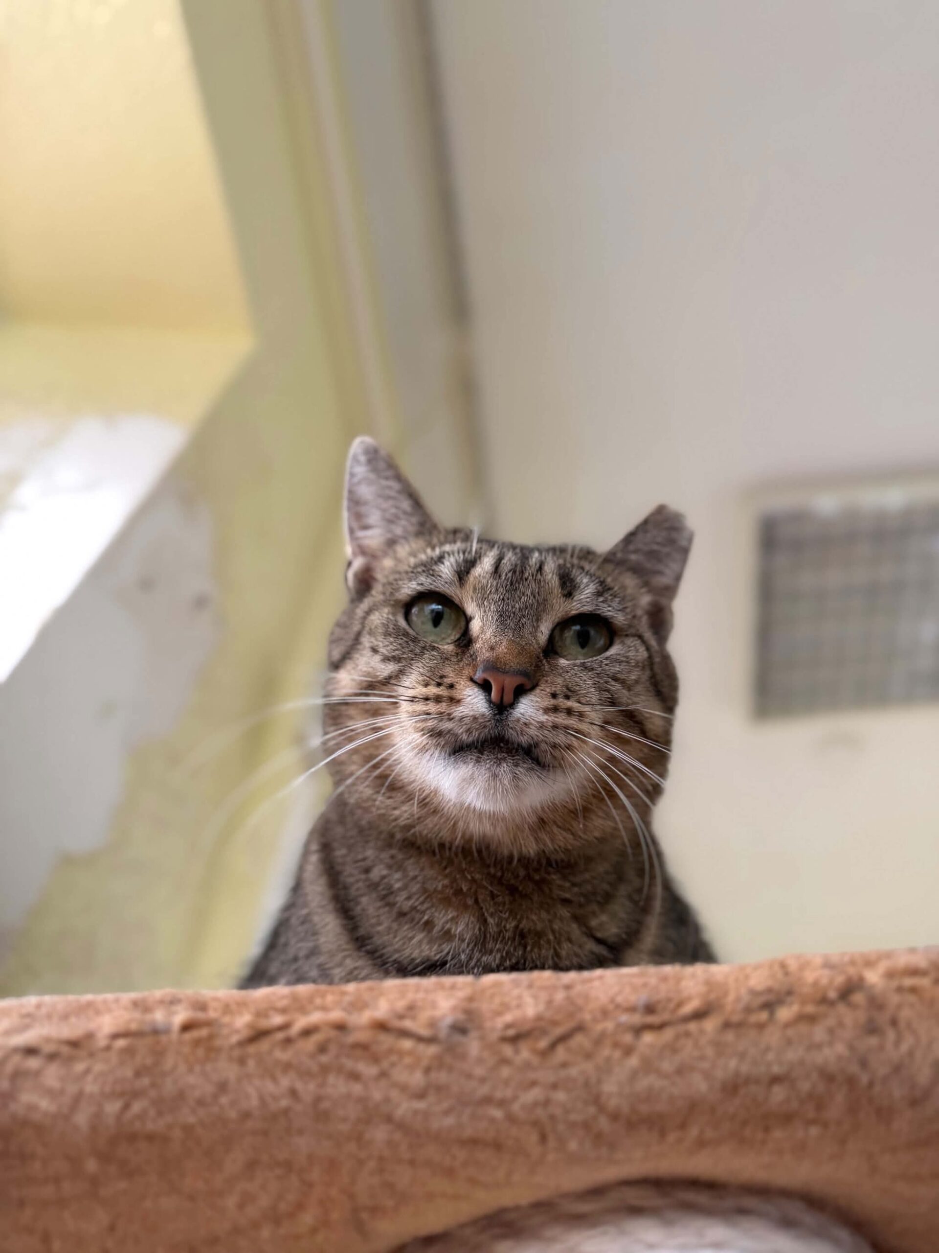 A gray tabby cat is loafing and looking down at a camera