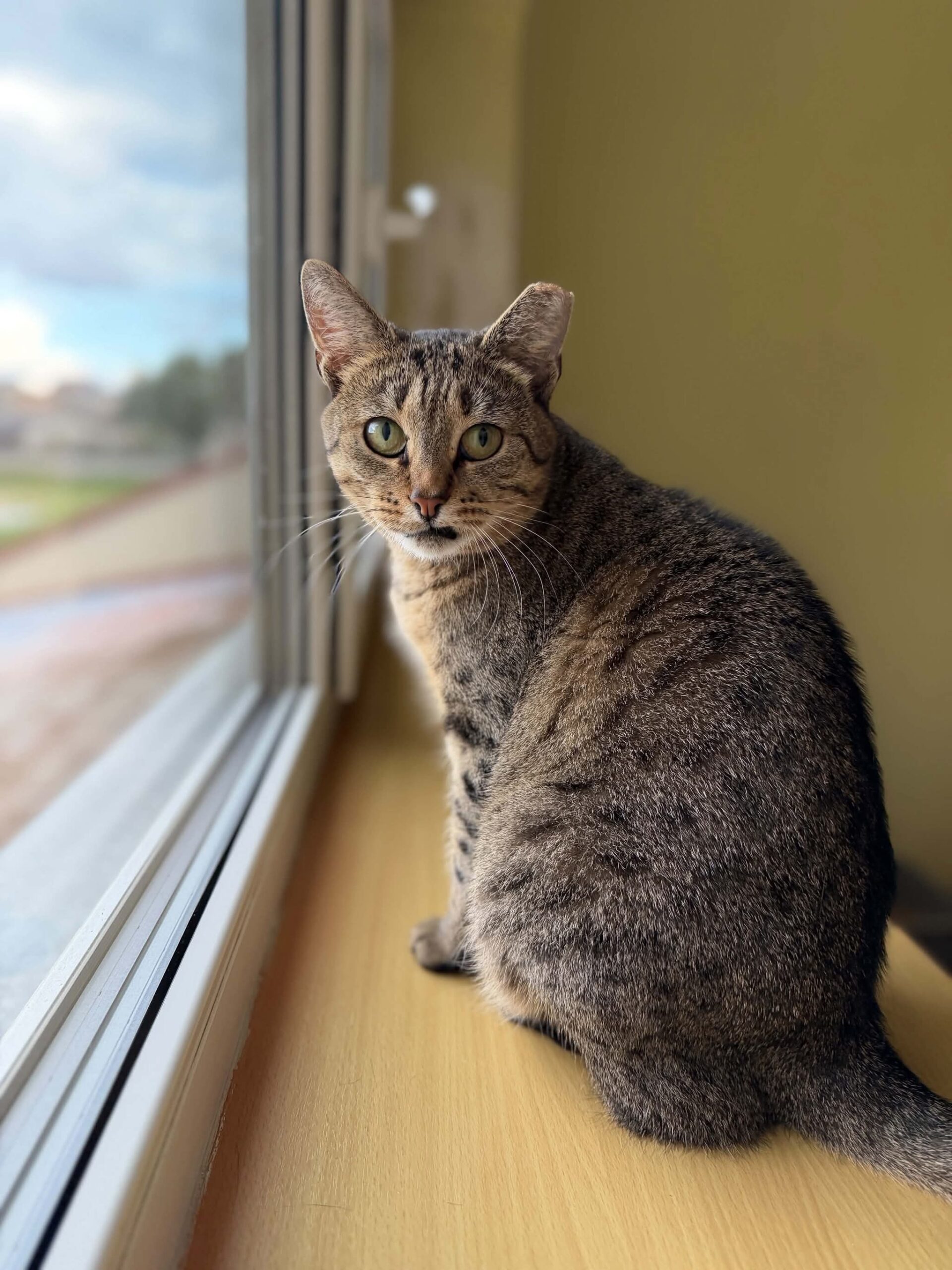 A gray tabby cat is looking at the camera. Part of her mouth is behind her tooth