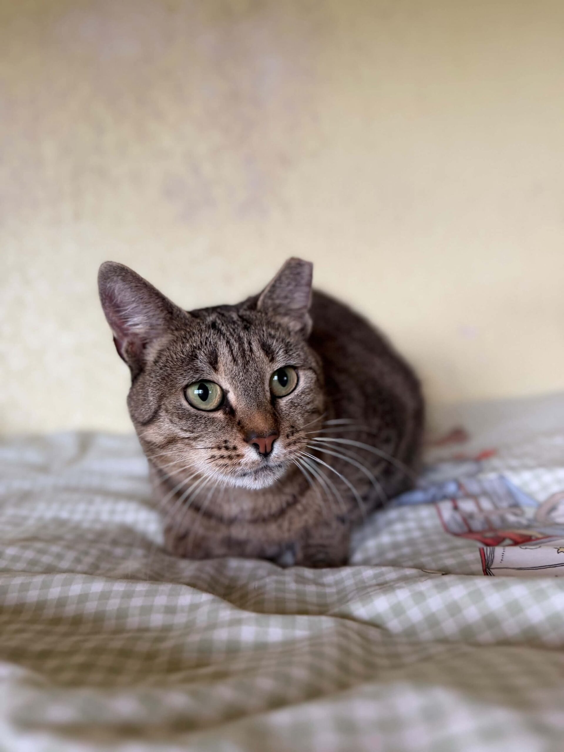 A gray tabby cat is loafing on a bedspread