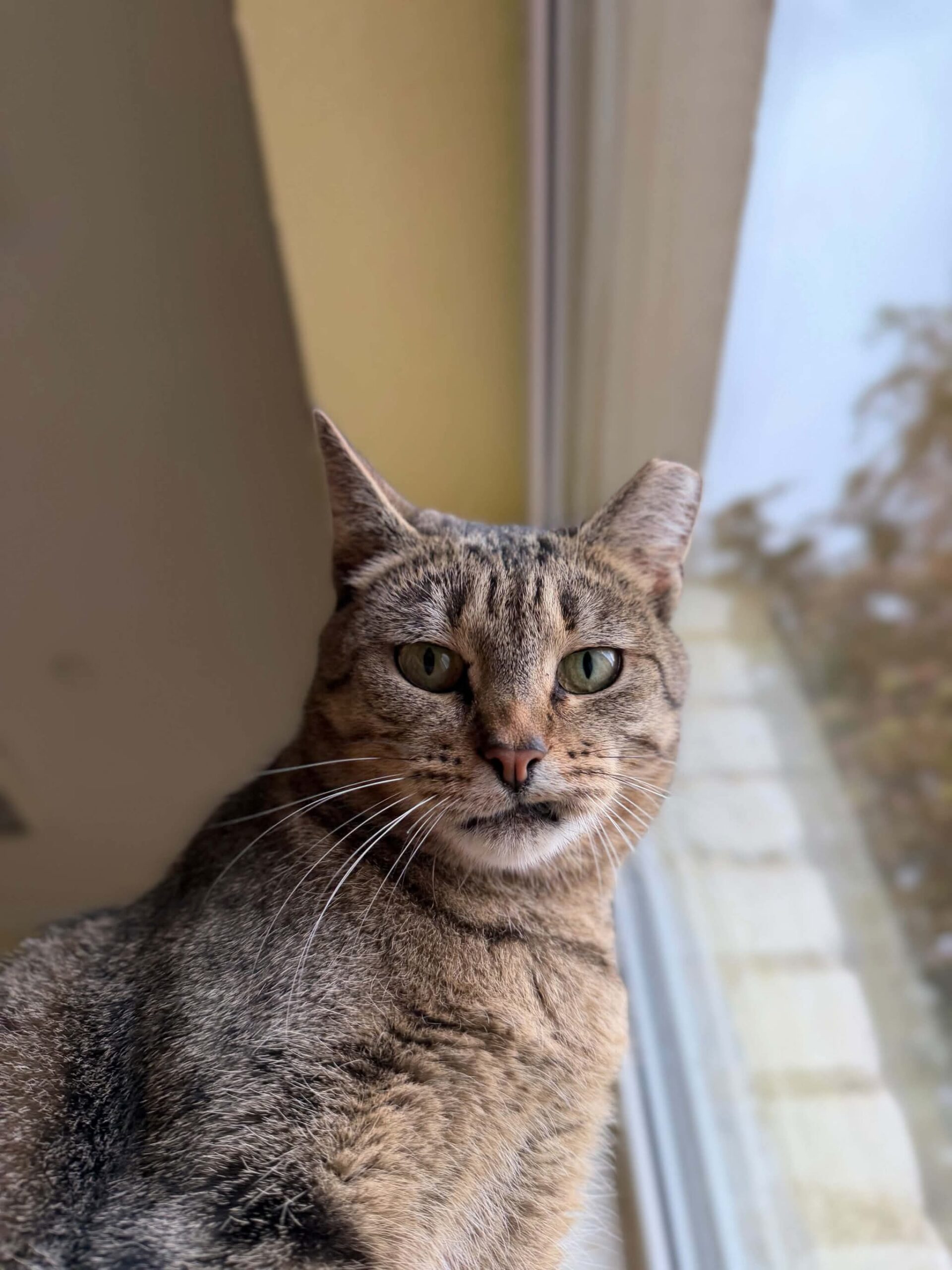 A gray tabby cat is looking at the camera. Part of her mouth is behind her tooth