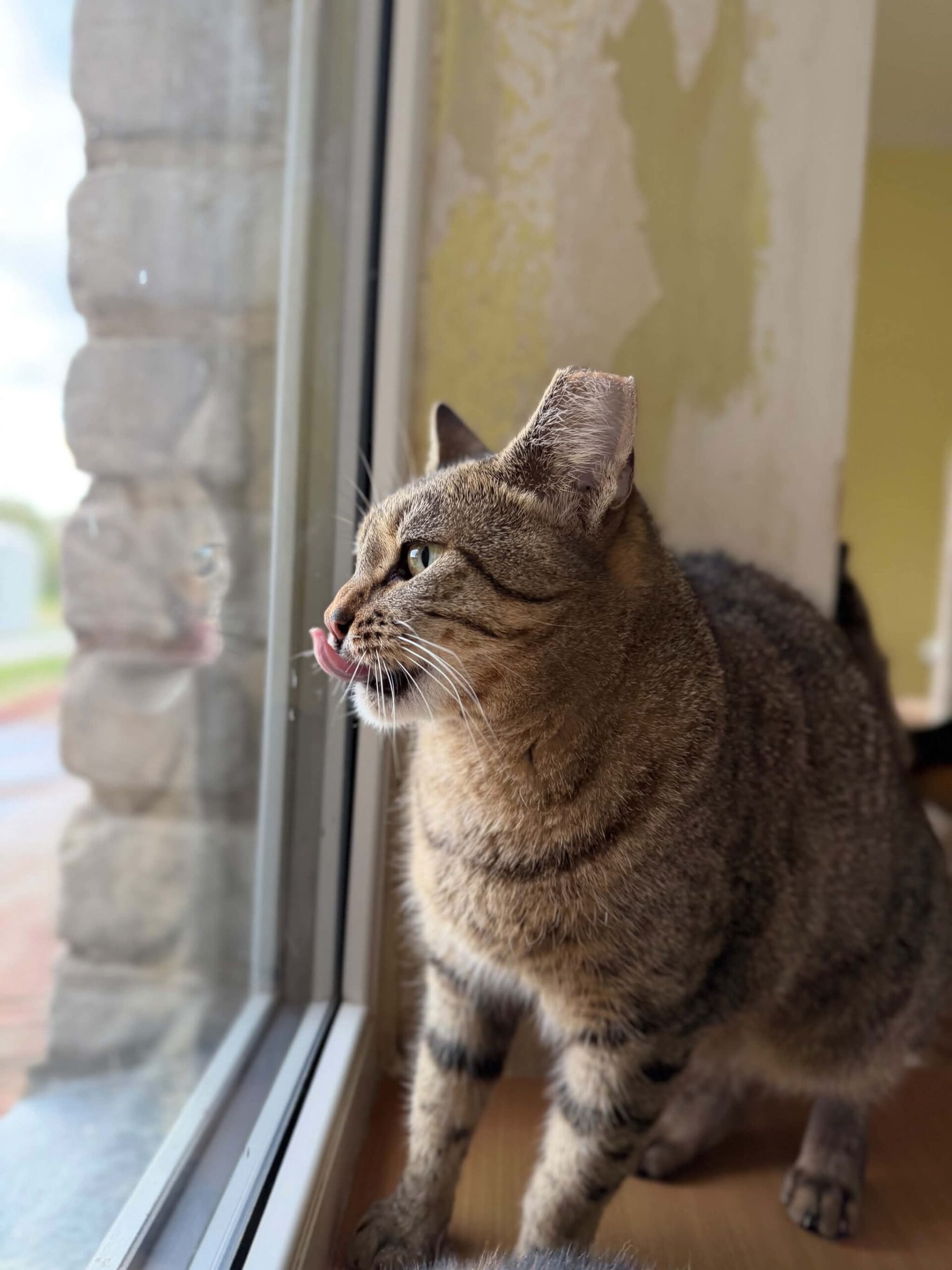A gray tabby cat is standing by a window and looking outside. She is sticking her tongue out