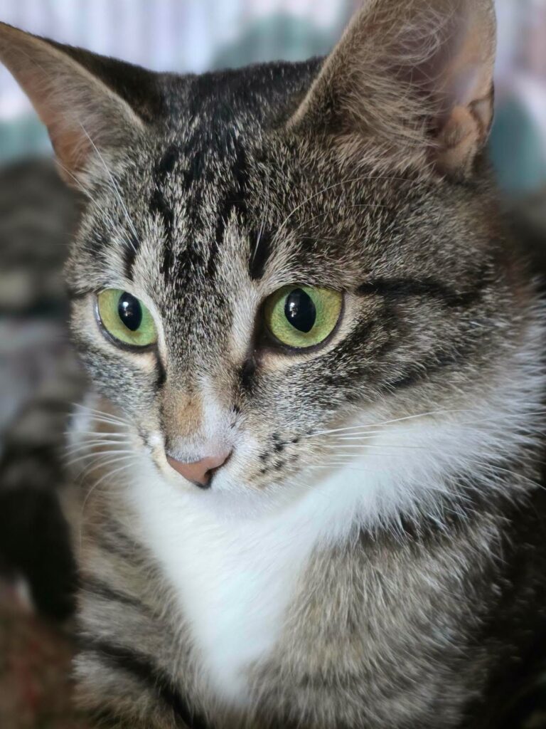 A light gray tabby cat is lounging