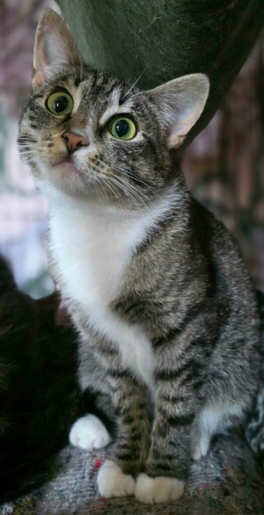 A light gray tabby cat is sitting and tilting her head