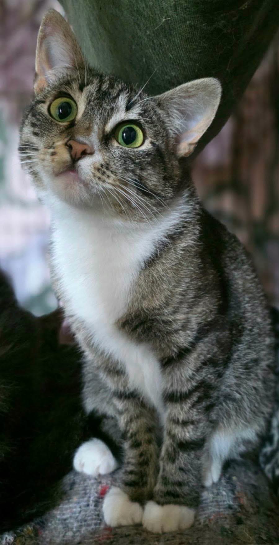 A light gray tabby cat is sitting and tilting her head