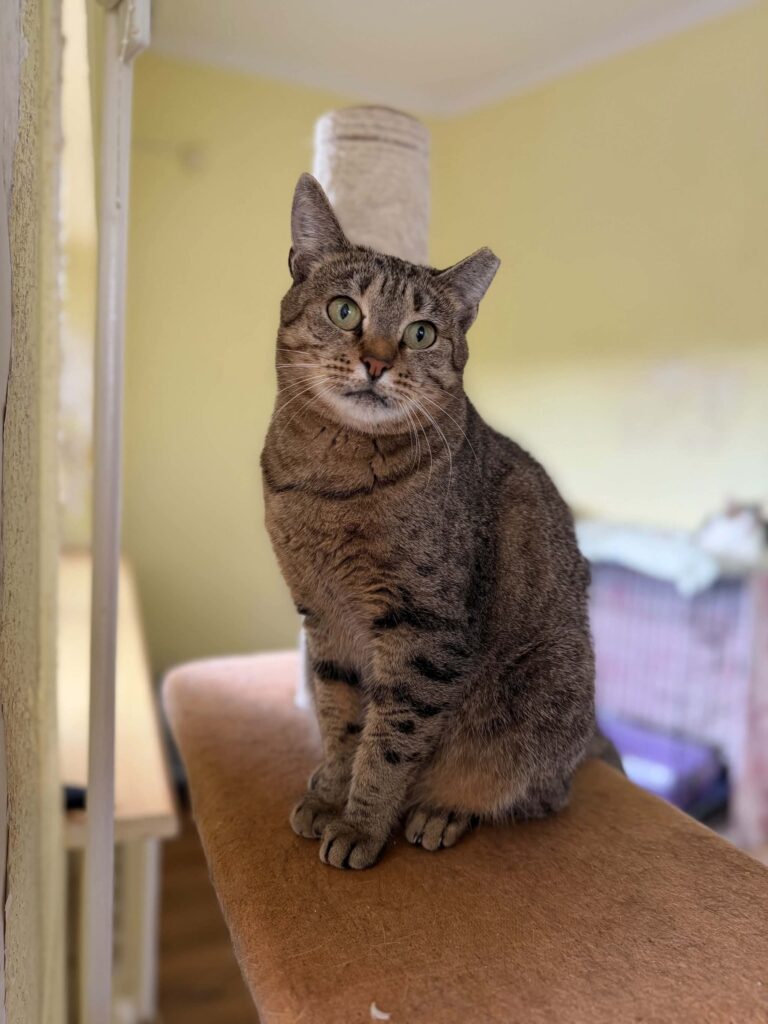 A gray tabby cat is sitting up and looking at the photographer