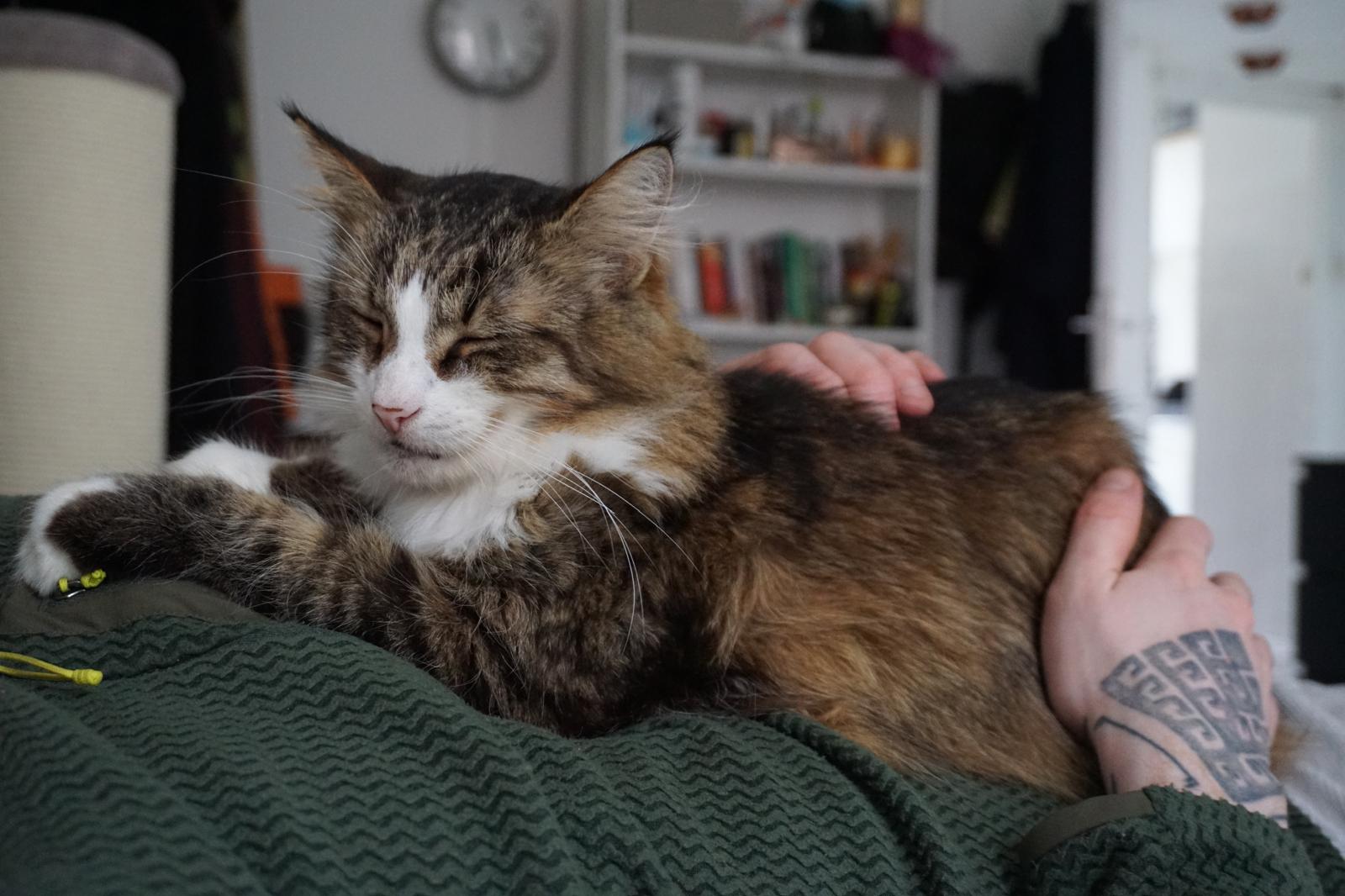A long haired tabby is laying on a human and closing his eyes