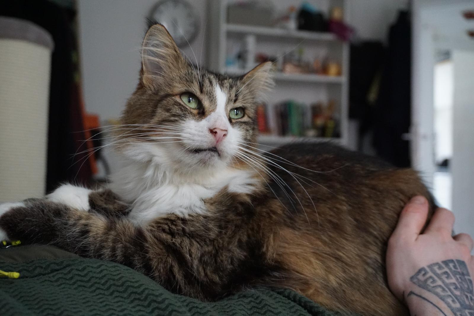 A long haired tabby is laying on a human