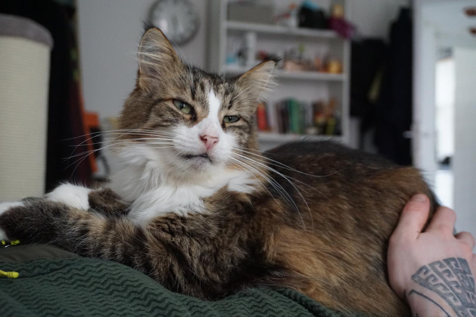 A long haired tabby is laying on a human