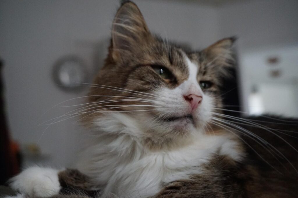 A long haired tabby is laying on a human and looking to the side