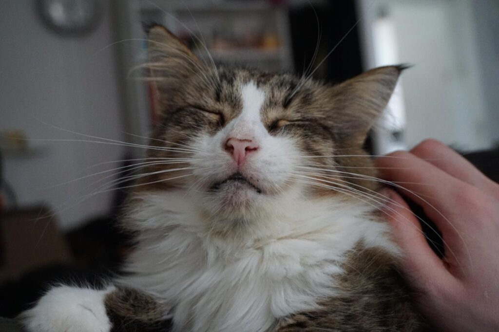 A long haired tabby is laying on a human and closing his eyes