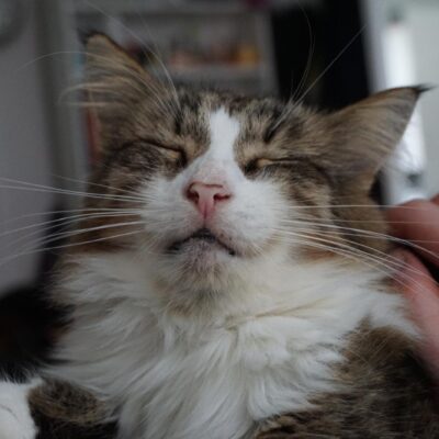 A long haired tabby is laying on a human and closing his eyes