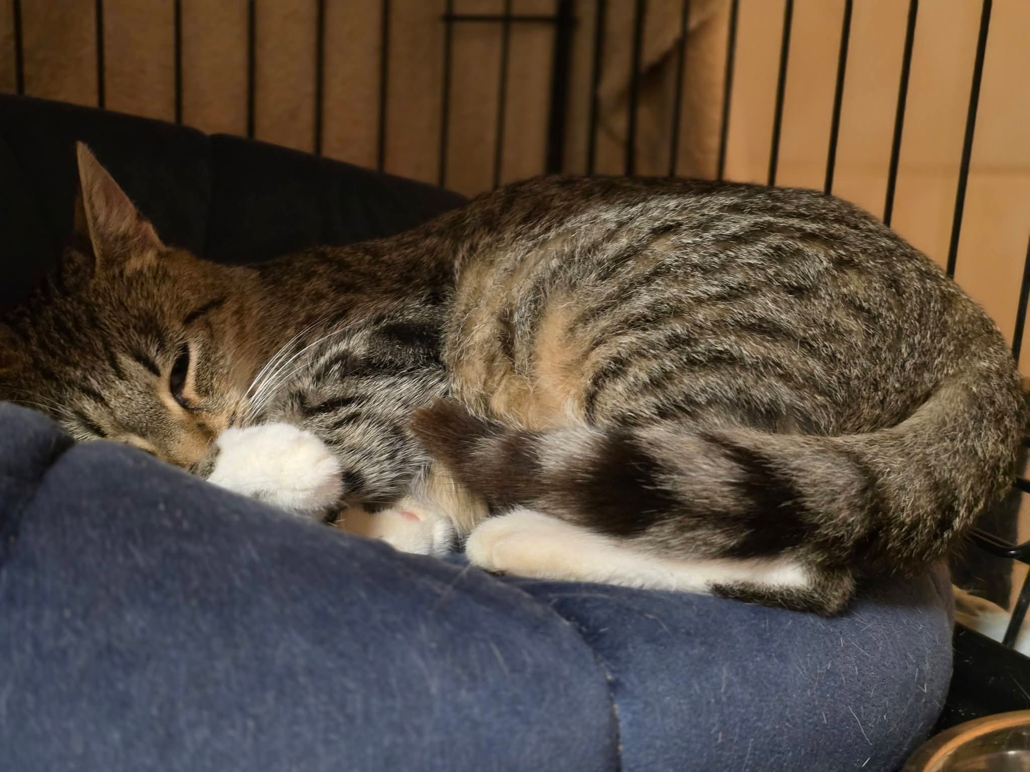 a gray tabby cat is curled up on a denim colored cushion