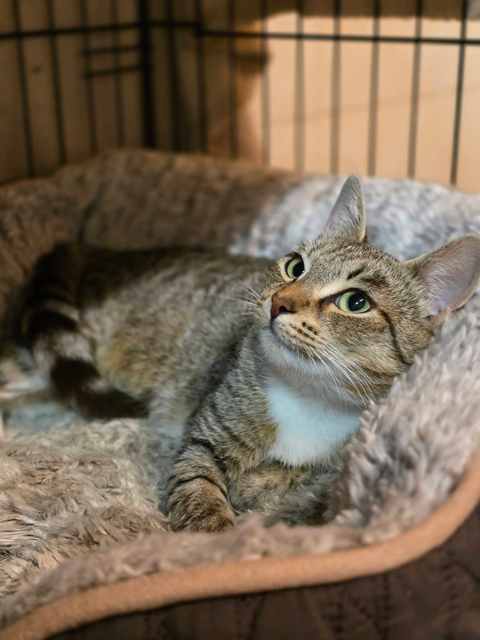 a gray tabby cat with beautiful eyes is laying on a fluffy cat bed