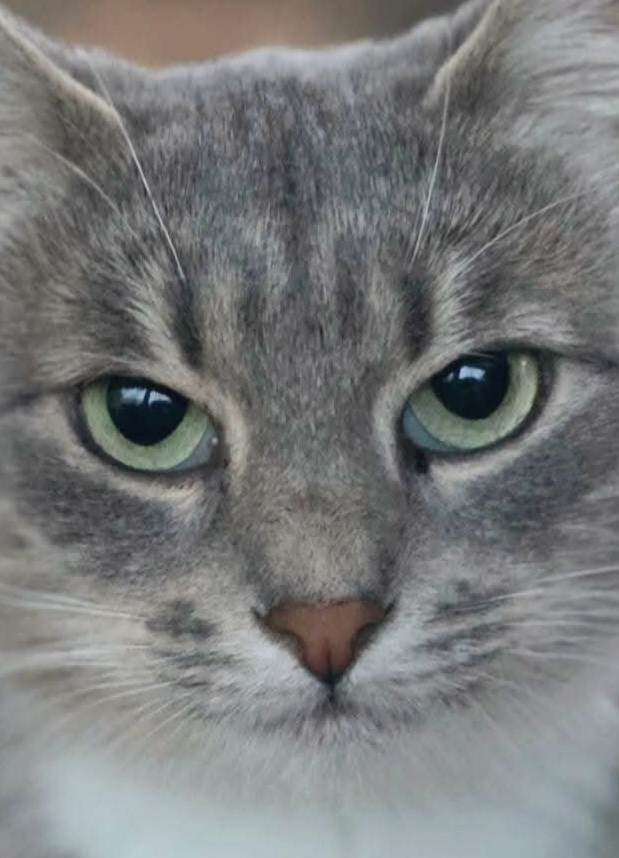 A close up of a marbled gray tabby cat. She has large eyes