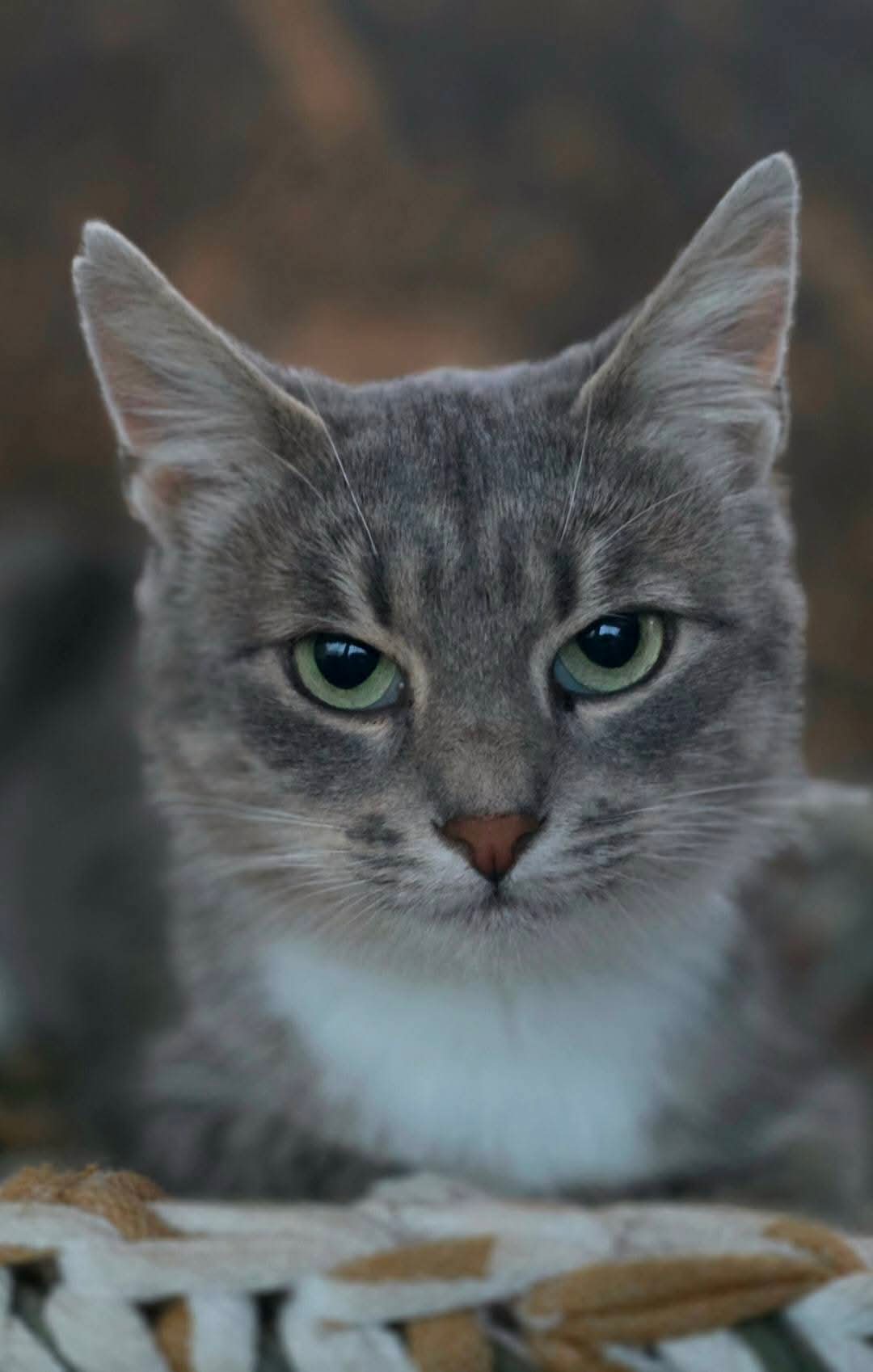 A close up of a marbled gray tabby cat. She has large eyes