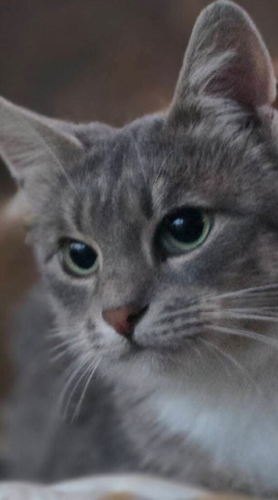 A close up of a marbled gray tabby cat. She has large eyes
