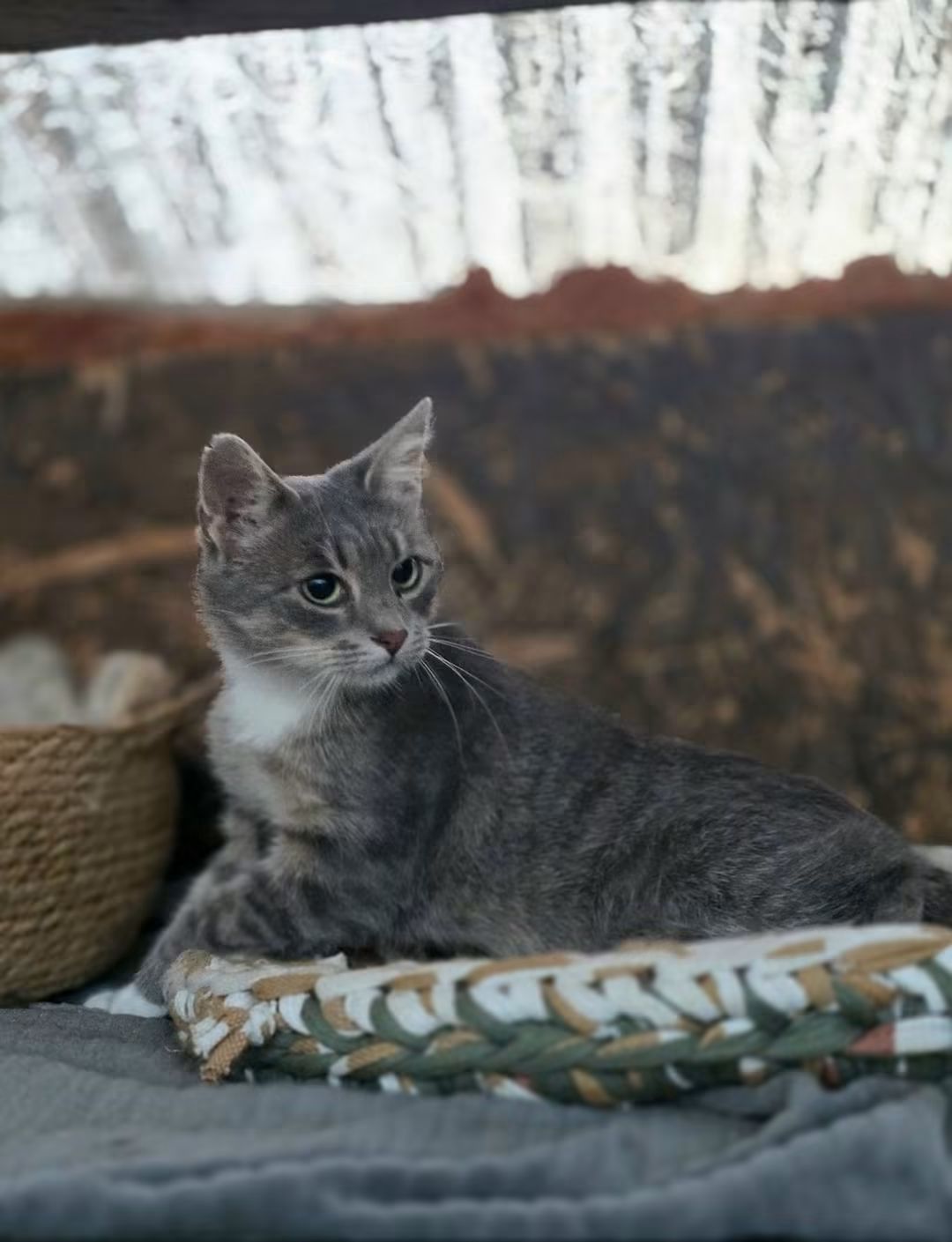A marbled gray tabby cat is laying on a woven rug. She is looking to the side