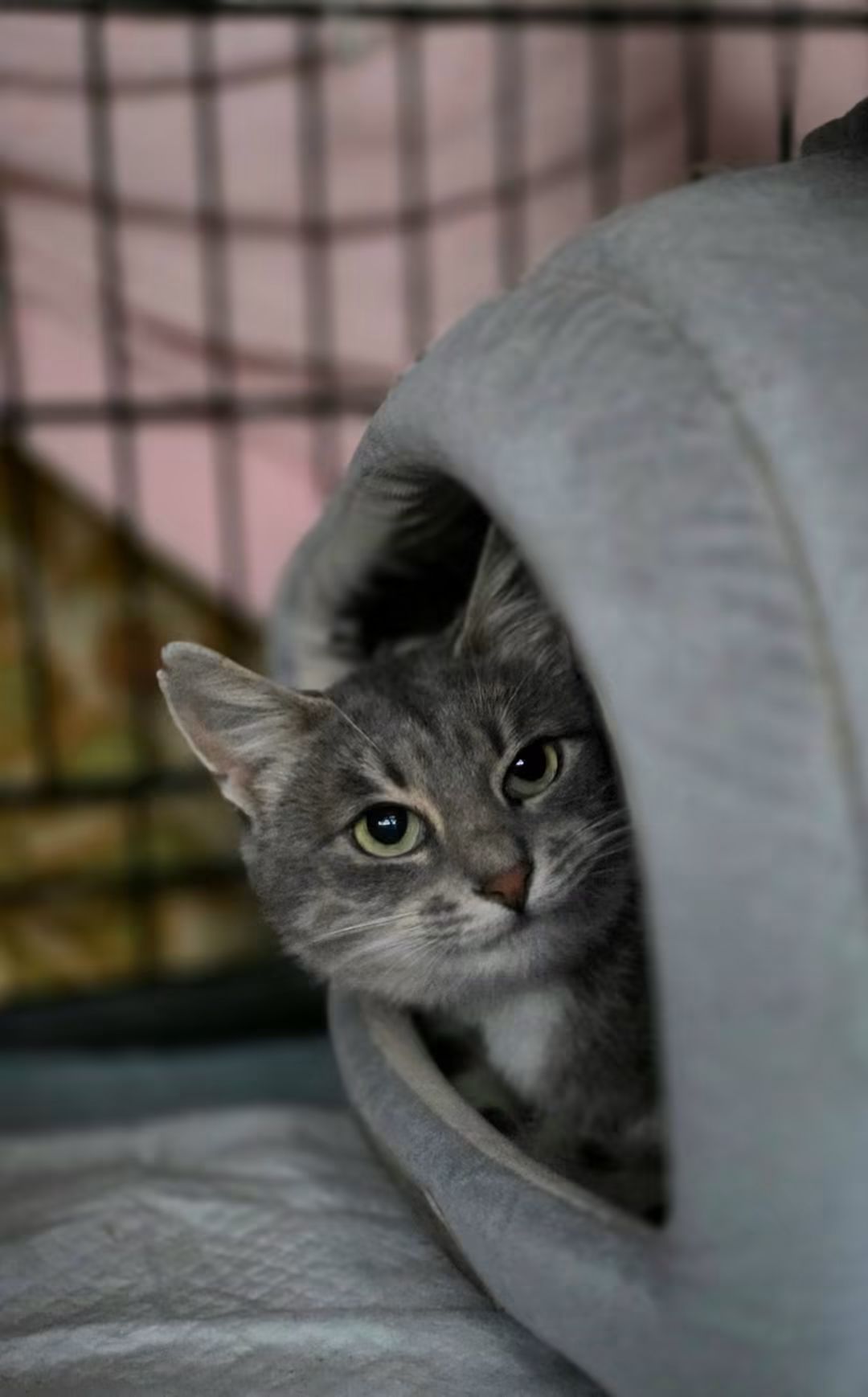 A marbled gray cat is sitting inside a cat house and looking at the camera peson