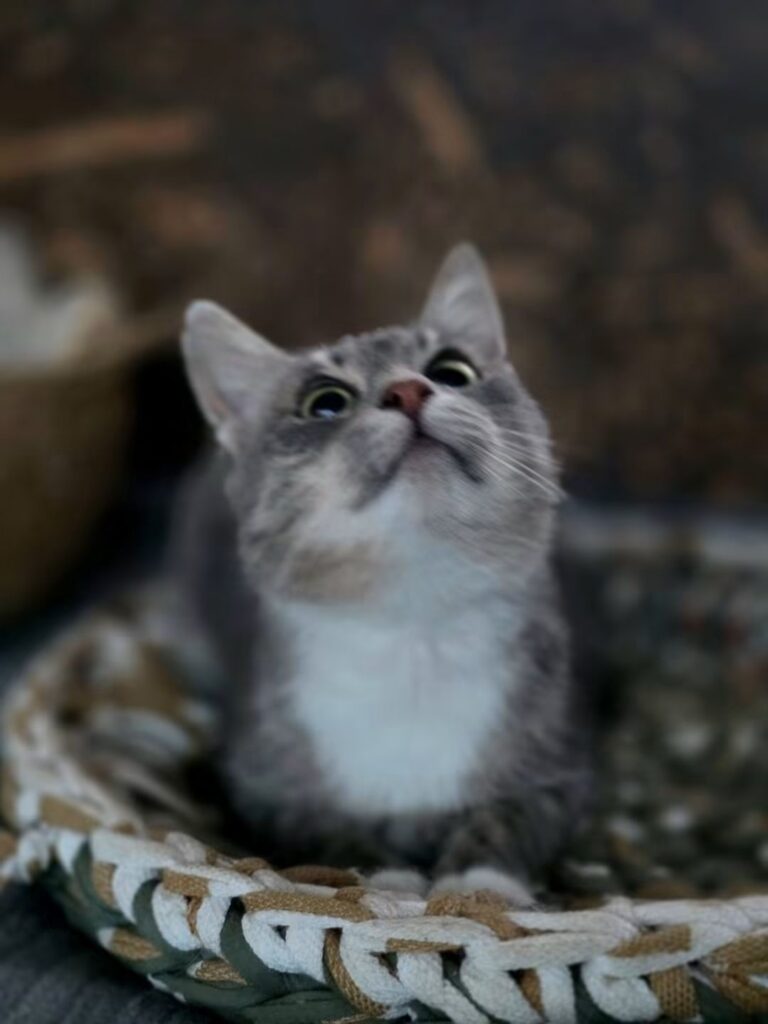 A marbled gray tabby cat is laying on a woven rug. She is looking up and looks like a bread loaf
