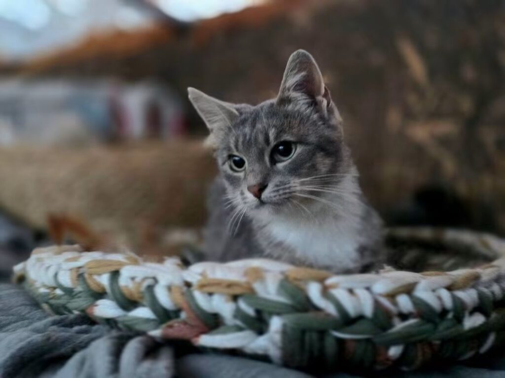 A marbled gray tabby cat is laying on a woven rug. She is looking to the side and looks like a bread loaf